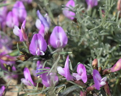 Astragalus subuliformis
