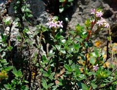 Otiophora calycophylla