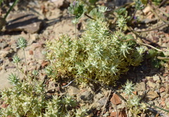 Ceratocephala falcata