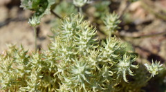 Ceratocephala falcata