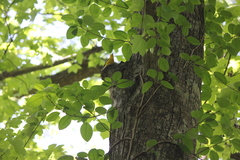 Protonotaria citrea