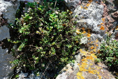 Otiophora calycophylla