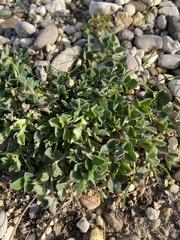 Medicago orbicularis