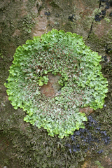 Ricasolia virens