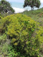 Persoonia virgata