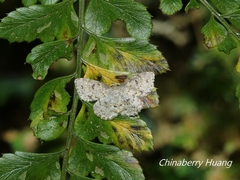 Dischidesia cinerea