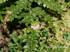 Dischidesia cinerea