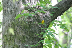 Protonotaria citrea