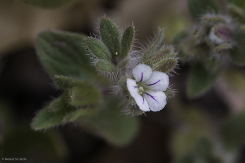 Mt. Diablo phacelia (Phacelia phacelioides)
