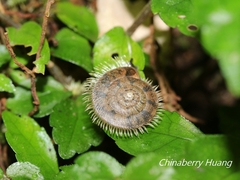 Plectotropis mackensii