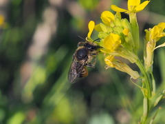 Megachile versicolor