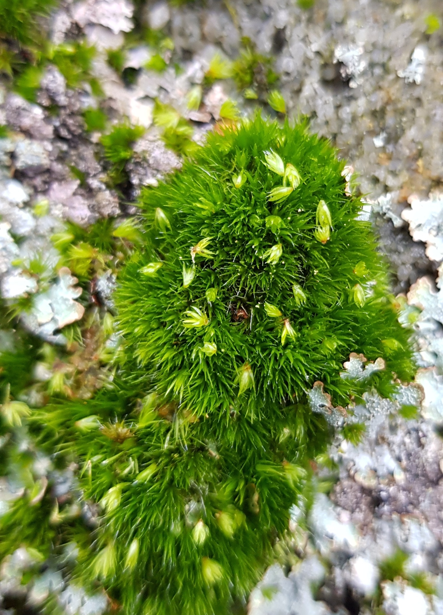 Campylopus flexuosus