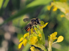 Megachile versicolor