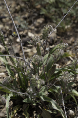 Phacelia phacelioides