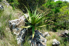 Aloe spicata