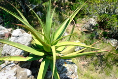 Aloe spicata