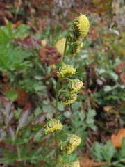 Artemisia maximovicziana