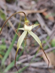 Caladenia helvina