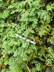 Lygodium microphyllum