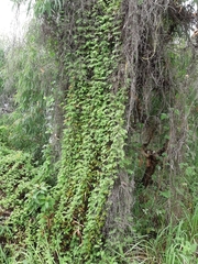 Lygodium microphyllum