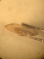 Hippeutis complanatus
