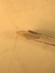 Hippeutis complanatus