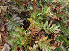 Artemisia maximovicziana