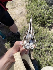 Spheniscus magellanicus