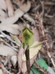 Chiloglottis gunnii