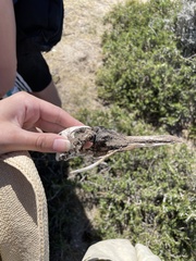 Spheniscus magellanicus