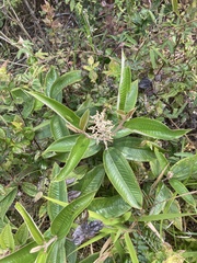 Miconia stenostachya