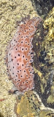 Dendrodoris guttata