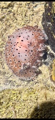 Dendrodoris guttata