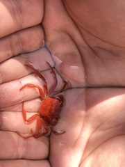 Phricotelphusa limula