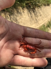 Phricotelphusa limula