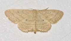 Scopula minorata
