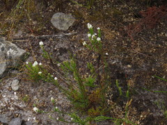 Pseudoselago gracilis