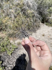 Maihueniopsis hickenii