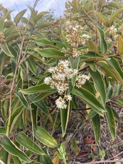 Miconia rubiginosa