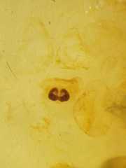 Spilosynema