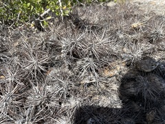 Maihueniopsis hickenii
