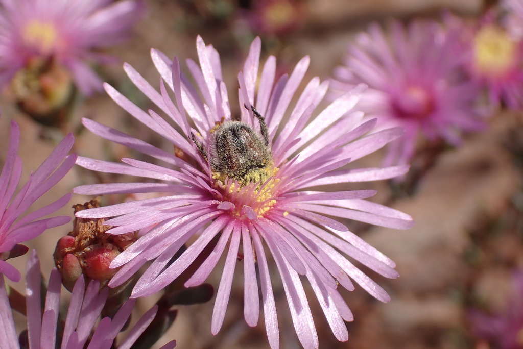 Lampranthus vallis-gratiae