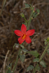 Hibiscus praeteritus