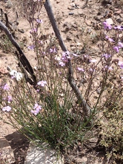 Chaenostoma subnudum
