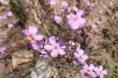 Chaenostoma subnudum