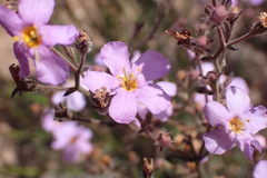 Chaenostoma subnudum