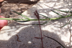 Chaenostoma subnudum