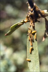 Delias harpalyce
