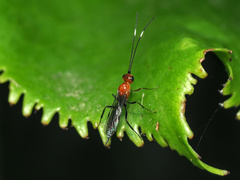 Oedemopsini