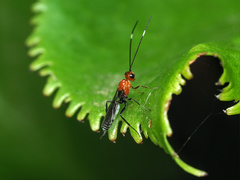 Oedemopsini